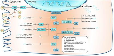 miRNAs and Leukotrienes in Respiratory Syncytial Virus Infection